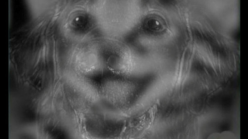 【測驗】第一眼看到的是貓還是狗？直覺洩漏你的個性！